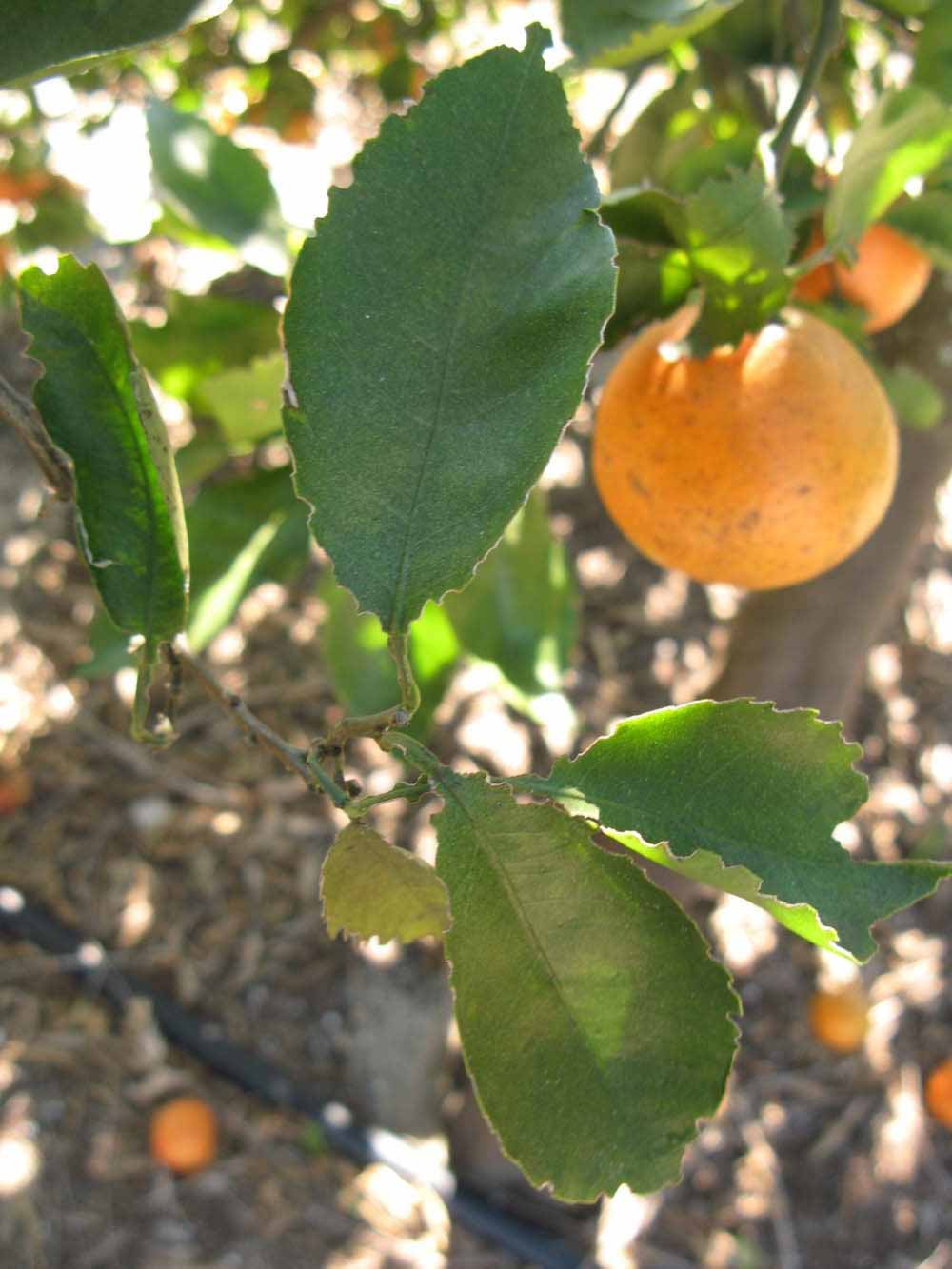           Shade leaves (Winter Haven, FL)   